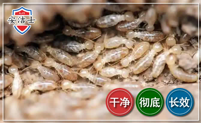 衢州白蚁防治
