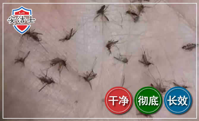 衢州蚊子防治-灭蚊