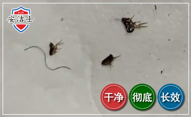 衢州跳蚤防治-灭跳蚤