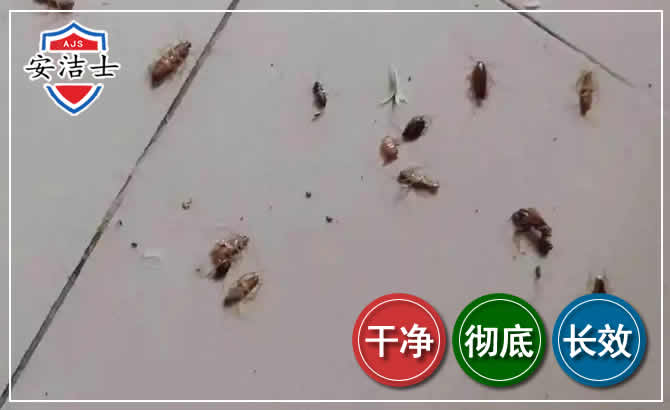 衢州蟑螂防治-灭蟑螂
