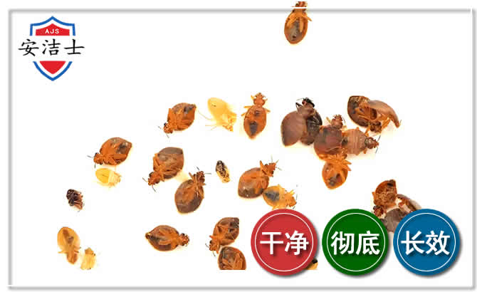 衢州臭虫防治-消灭臭虫